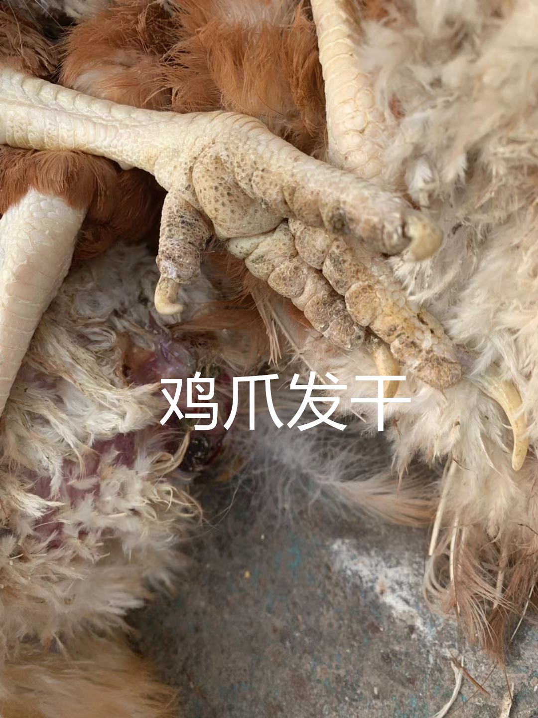霉菌毒素对禽的危害,禽霉菌病怎么治疗