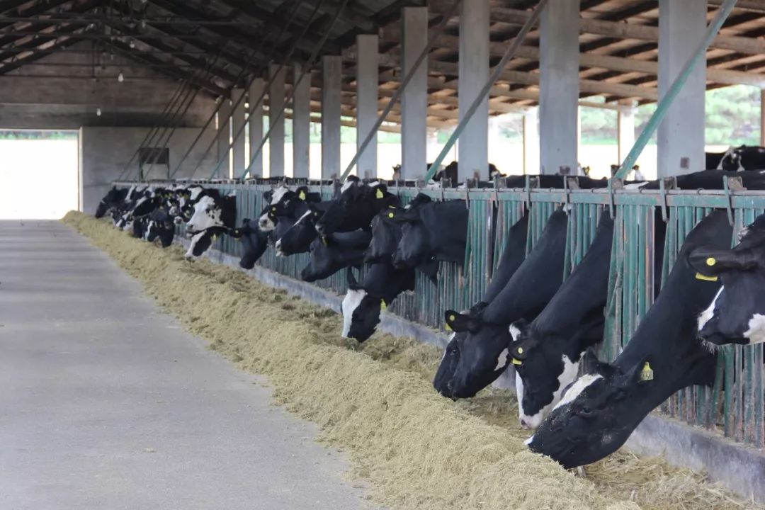 威海嘉盛乳业有限公司纯牛奶,威海嘉盛乳业早餐奶