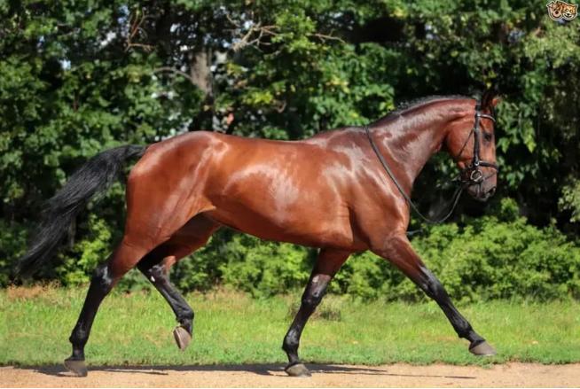 世界十大马品种排名,世界上最贵的马纯种