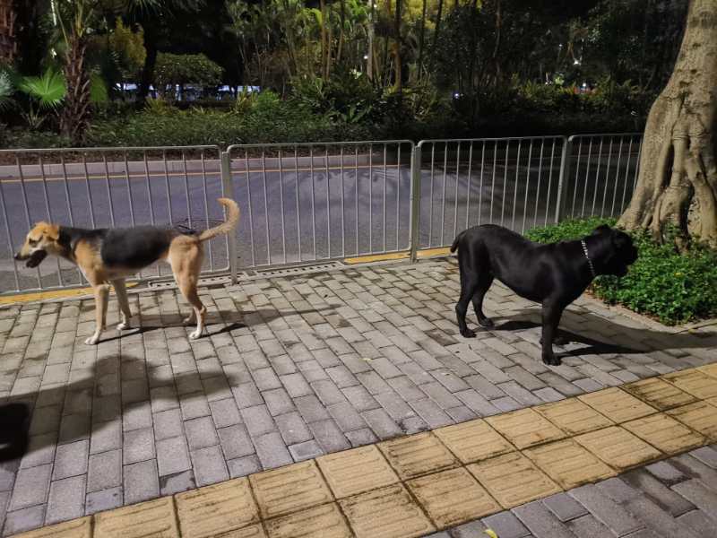 拉鼓带刀护卫,宝哥带刀护卫