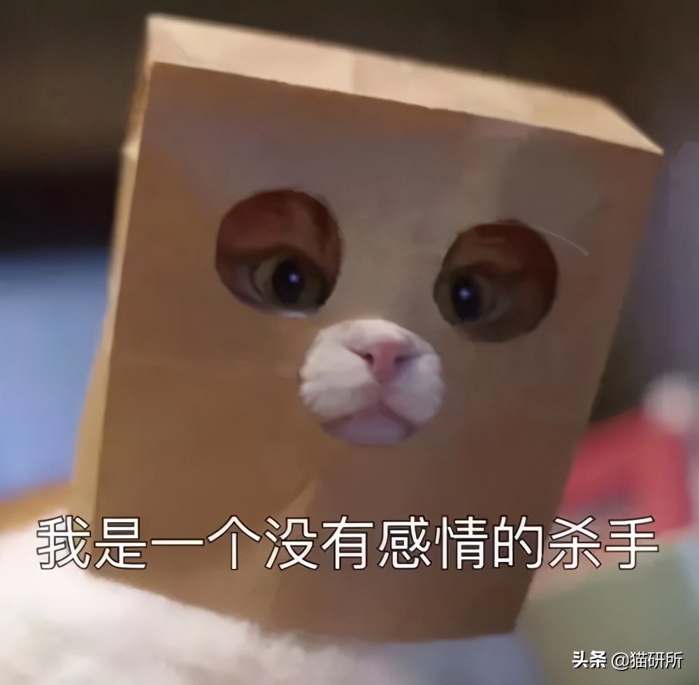 猫咪会笑吗表情,猫咪会笑