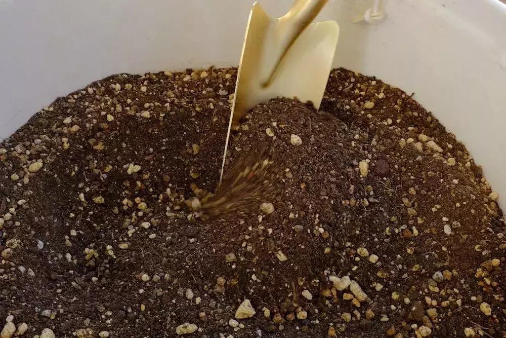 果树盆景的栽培技术视频,盆景果树种植视频