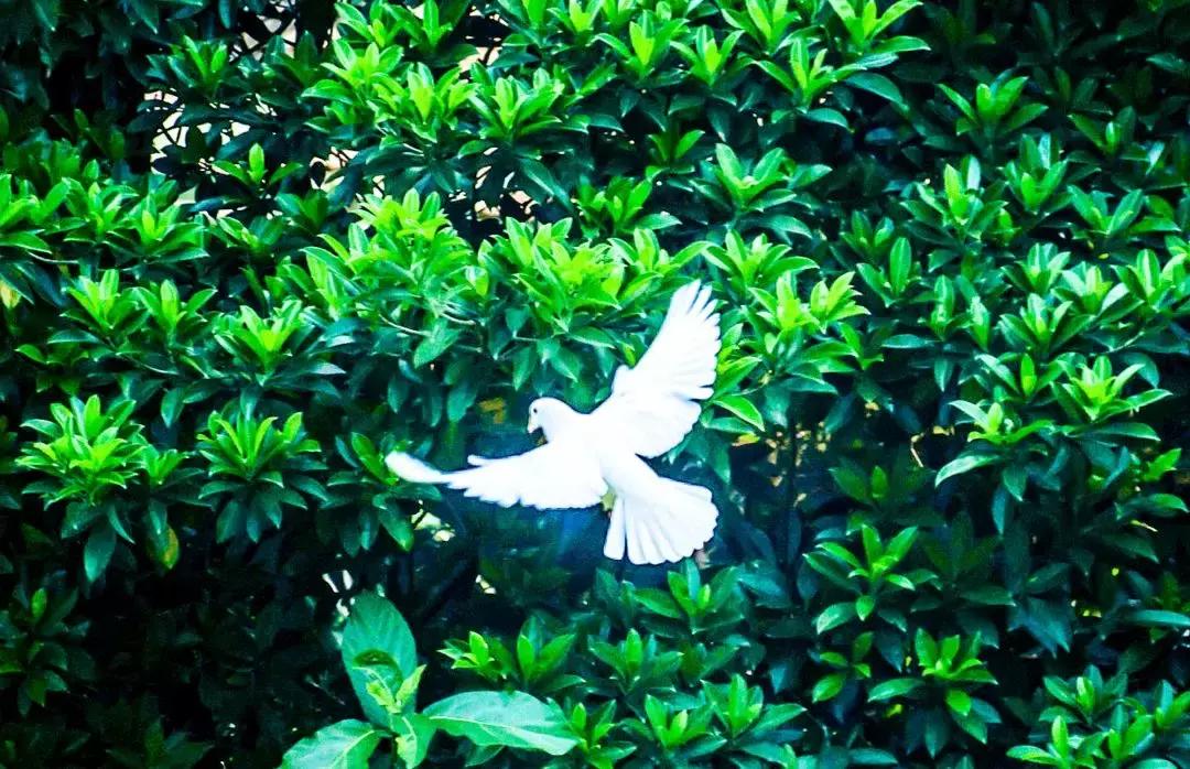 广州白云山风景区最新通知,广州白云山南麓片区改造