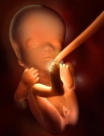 胎儿发育全过程标本,是否能看到胎儿的发育过程