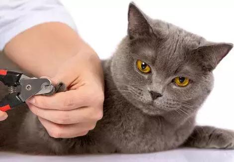 新手养猫第一天猫咪害怕怎么办,新手铲屎官养猫知识