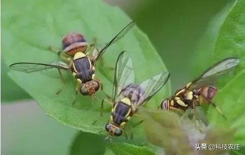 8月份果树植保管理技术要点,8月不努力9月徒伤悲