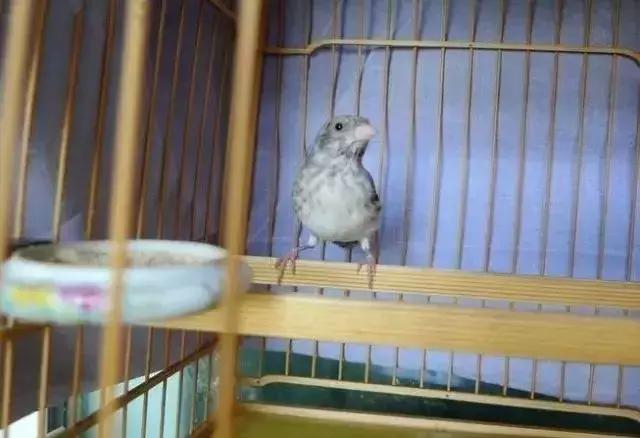 金青和韩立,金青的繁育