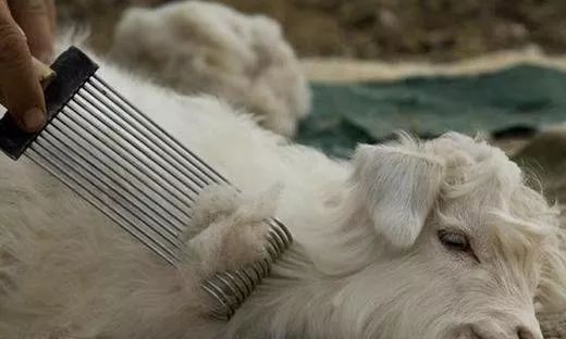 羊绒围巾的秘密，你还不知道吗？