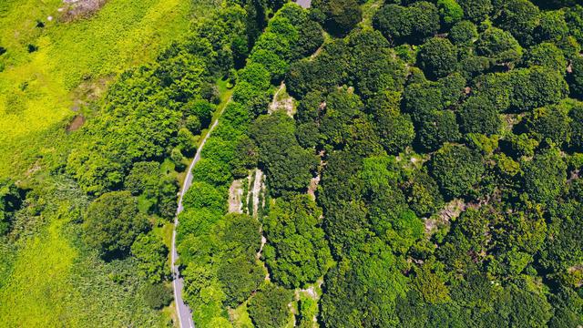 南沙黄山鲁森林公园夏季,南沙黄山鲁国家森林公园游玩攻略