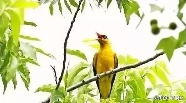 看图识鸟图片及答案,看图识鸟软件哪个好用