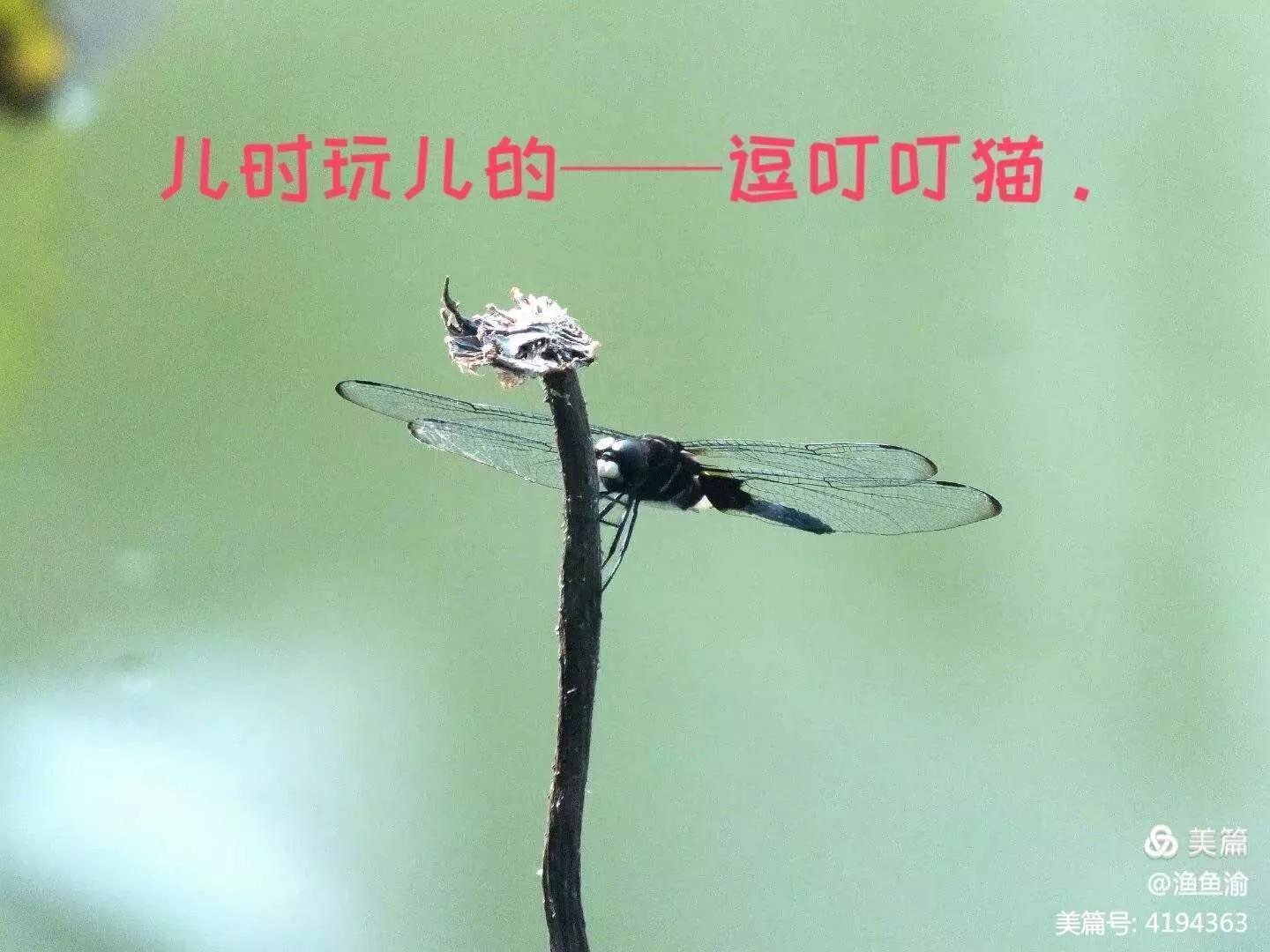 儿时的回忆叮当猫的铜锣烧,儿时的回忆铃铛