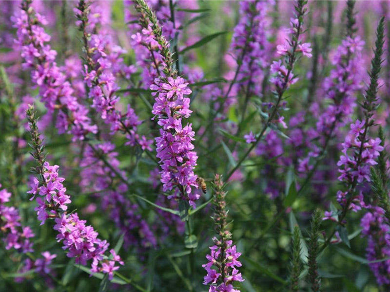 蜈蚣草有几种品种图片图文,蜈蚣草的特征和图片