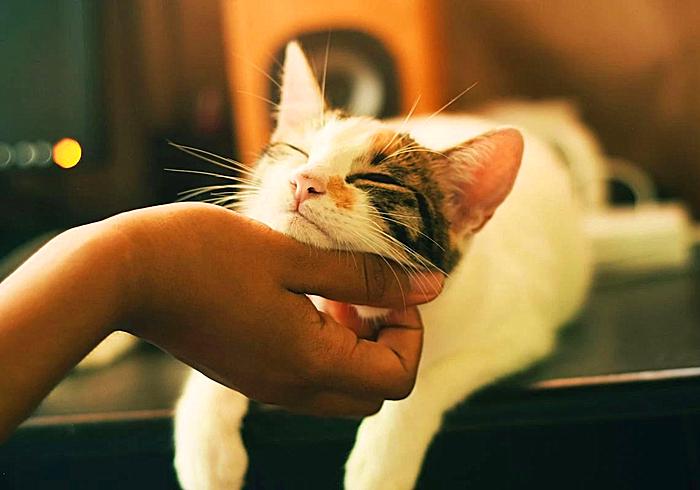 猫咪感冒咳嗽和猫鼻支区别,猫咪咳嗽也是因为猫鼻支吗