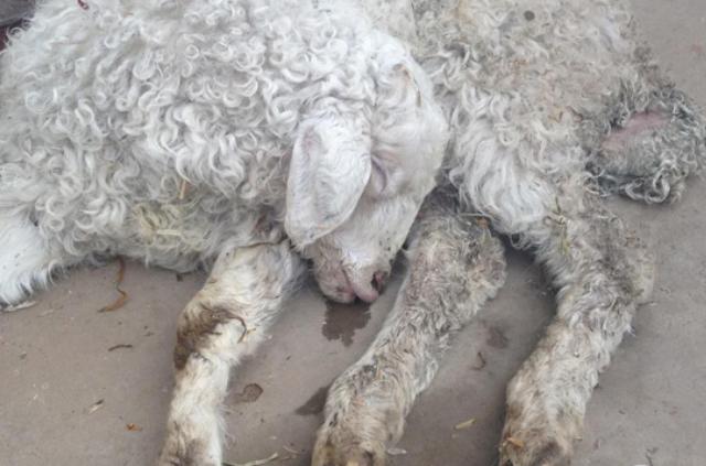 羊产仔后母羊拉稀怎么回事,羊拉稀反复不好用什么药