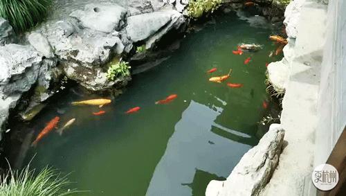 为什么中国人痴迷买房,中国人为何会对房子情有独钟