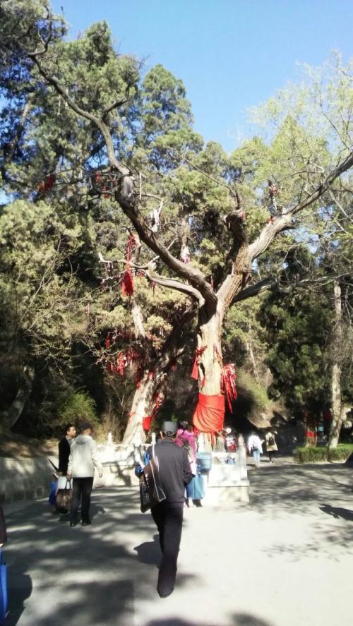 山西天下第一柏在哪里,山西省最奇特的山