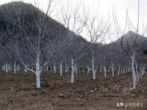 核桃树发黑落果严重怎么办,核桃树死枝是什么原因如何防治