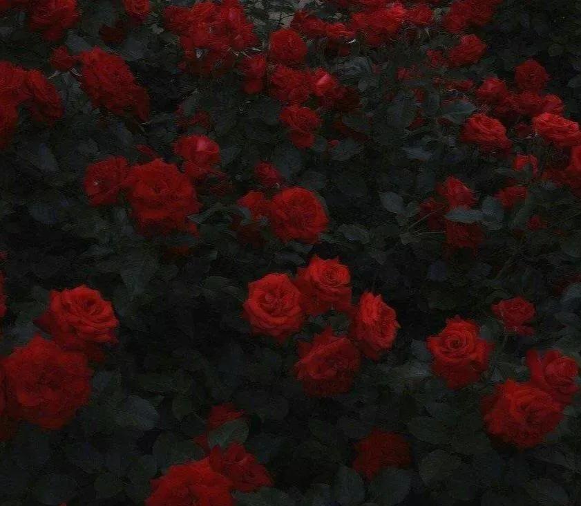 因为一句话爱上一款香水,因为一句话爱上一瓶香水