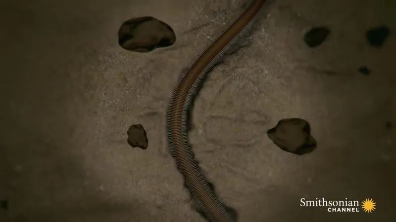 罕见的博比特虫和蛙鱼夜间狩猎,博比特虫把鱼撕成两半