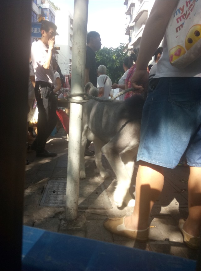 重庆渝北附近的猫狗市场,重庆九龙坡猫狗市场