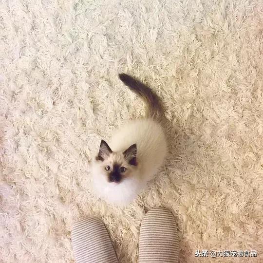 其实养猫后生活发生很多改变,养猫后不但没洁癖反而让它跑酷