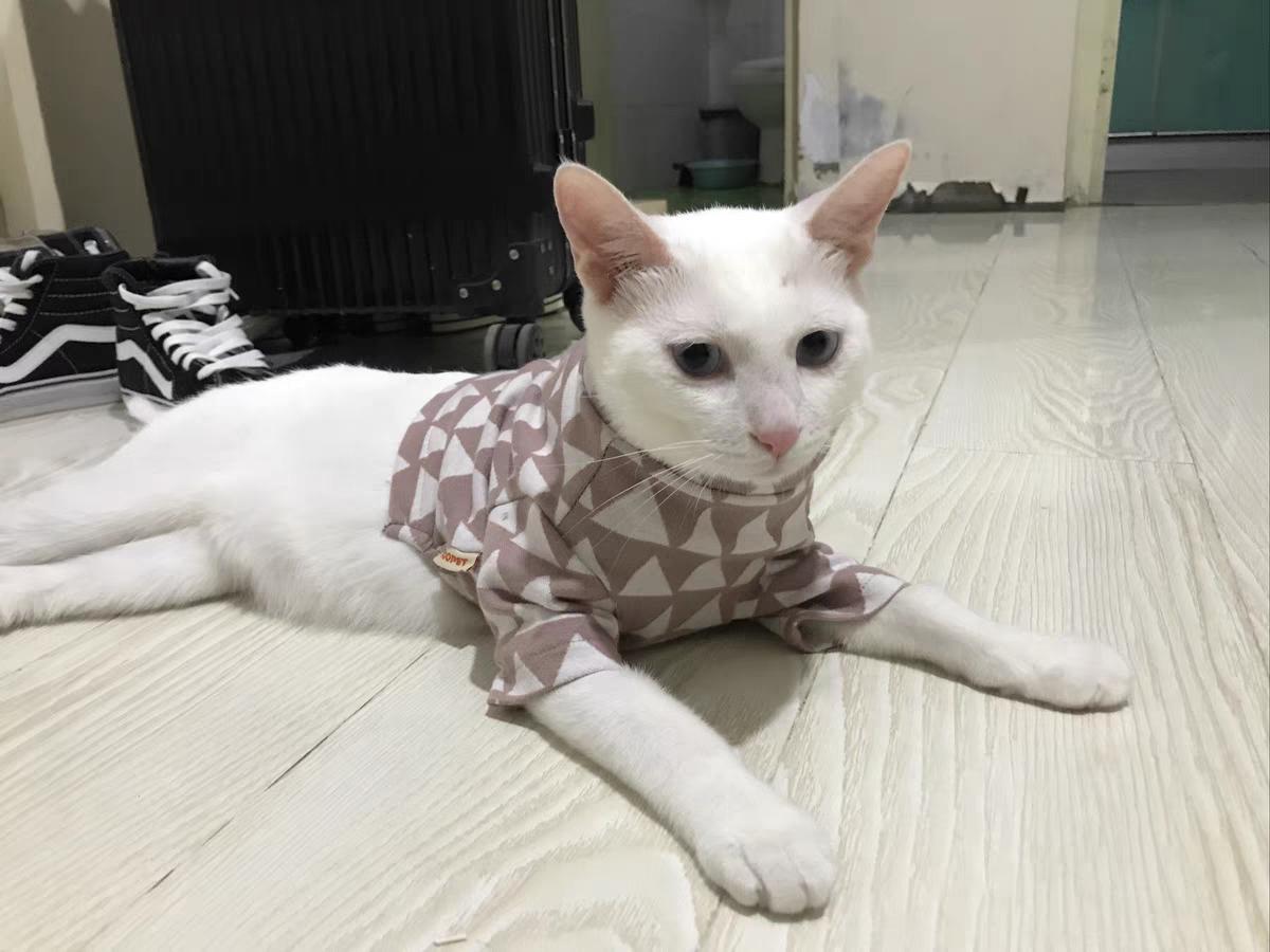 什么牌子的猫粮性价比高还安全,什么猫粮最好良心猫粮排行榜