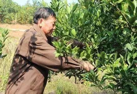 柑橘溃疡病的最佳防治时期,柑橘溃疡病的最佳防治措施