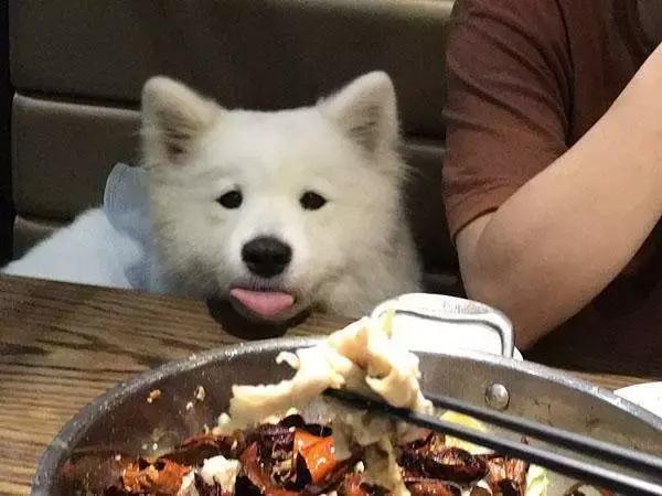 萨摩耶在家到处乱拉怎么办,萨摩耶出门总是低着头乱吃怎么办