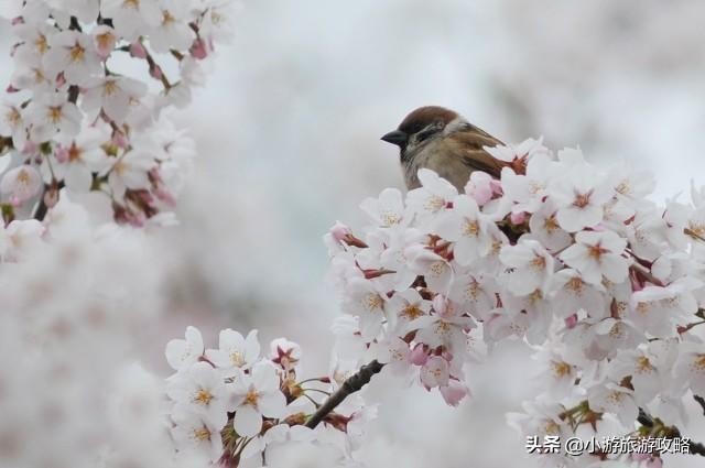 国内赏樱胜地大全,全国赏樱地图出炉共赴浪漫樱花约