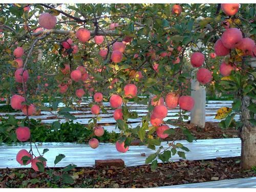 阿克苏苹果和烟台苹果哪个好,陕西苹果对比烟台苹果颜色