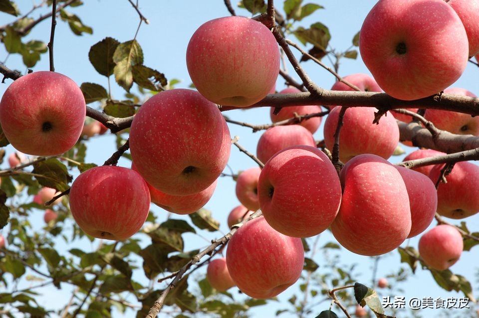 各个季节的时令水果有什么,各种水果都是哪些季节可以吃的