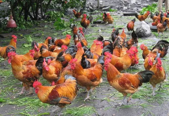 养鸡喂什么药鸡长快又强壮不生病,养殖鸡喂什么食物最容易长肉