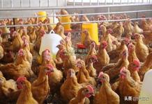 养鸡发酵床湿度,小鸡发酵床氨气重怎么解决