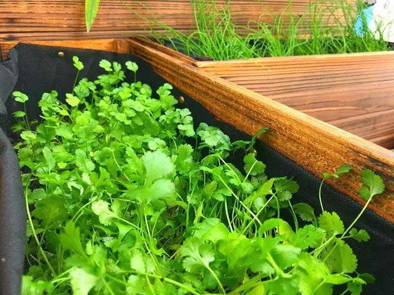 小众且美味的蔬菜,惊艳爽口的蔬菜