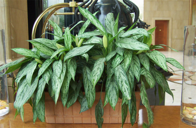 适合院子里种植的耐阴耐寒的植物,十大客厅耐阴绿植冬天不死的植物