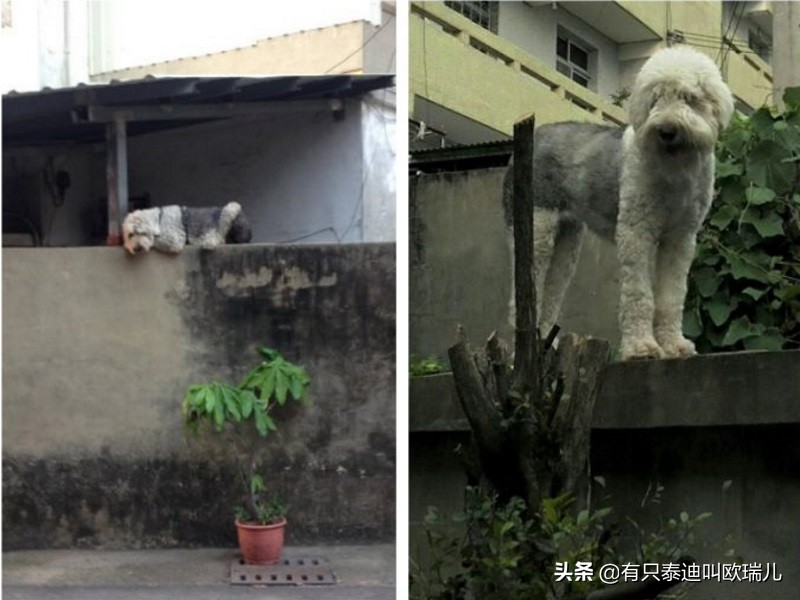 失聪狗狗完整视频,失聪狗狗的视频