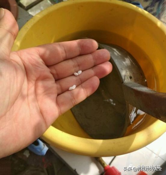 绿萝成灾的最佳方法,家里的绿萝也需要养护和管理