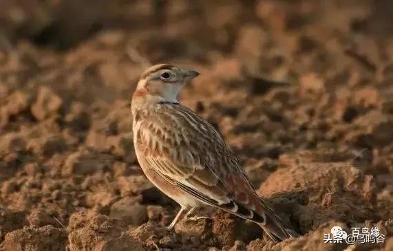 百灵鸟的日常管理,百灵鸟与其它鸟的区别