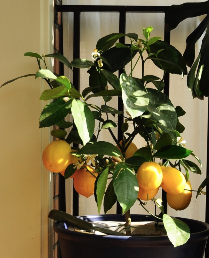 农村后院适合种啥树,家里种哪五种树可以旺家多子多福