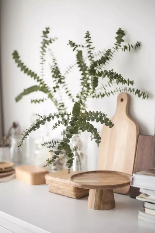 花店用的尤加利是什么品种,尤加利有几种