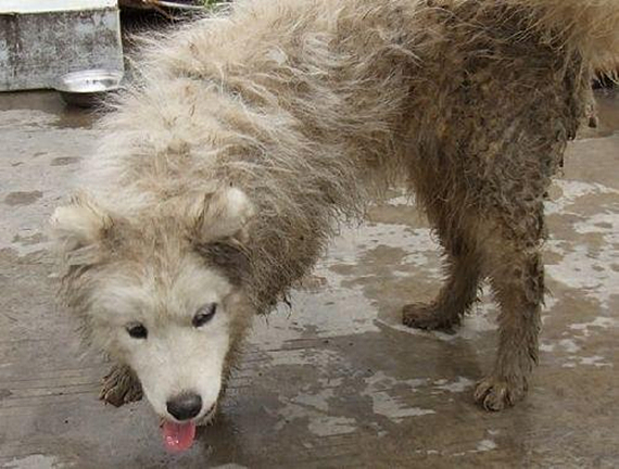 流浪泰迪遇到新主人,流浪泰迪看到人就跑