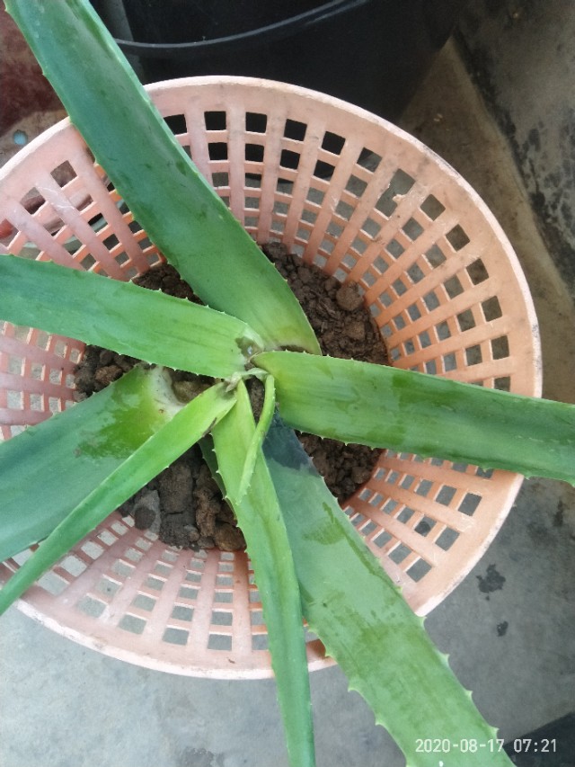 芦荟怎么养才能养得更好,芦荟在阴坡养还是在阳坡养好