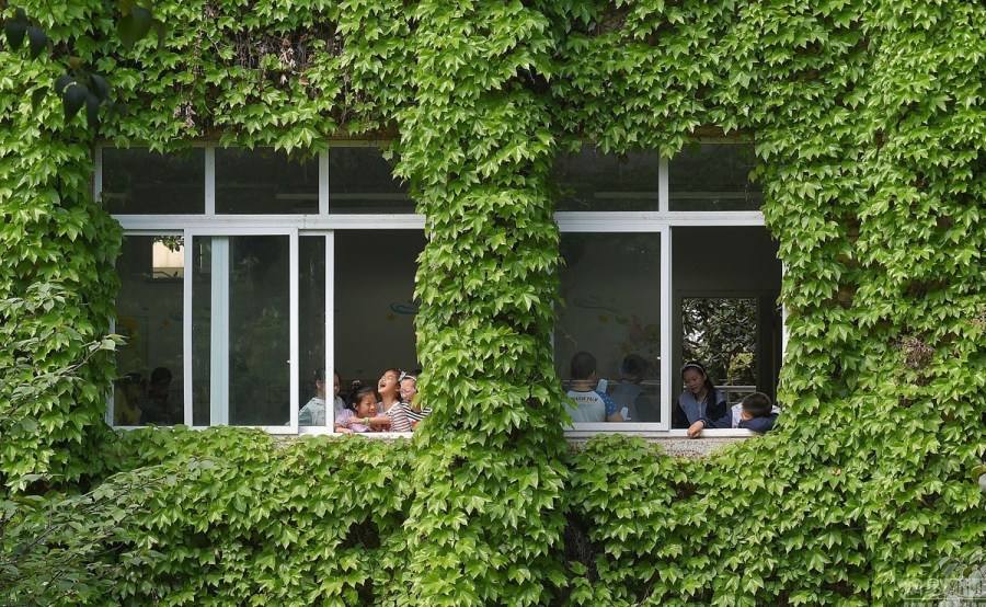 夏天可以爬墙的花,什么花爬墙一年四季都有适合房内