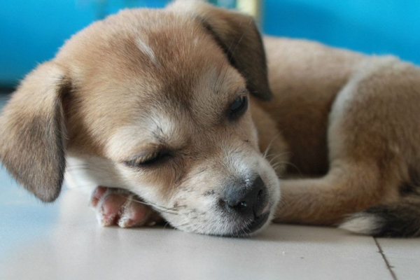 狗狗吐黄水食欲不振怎么治疗,狗狗吐了怎么办又不吃饭