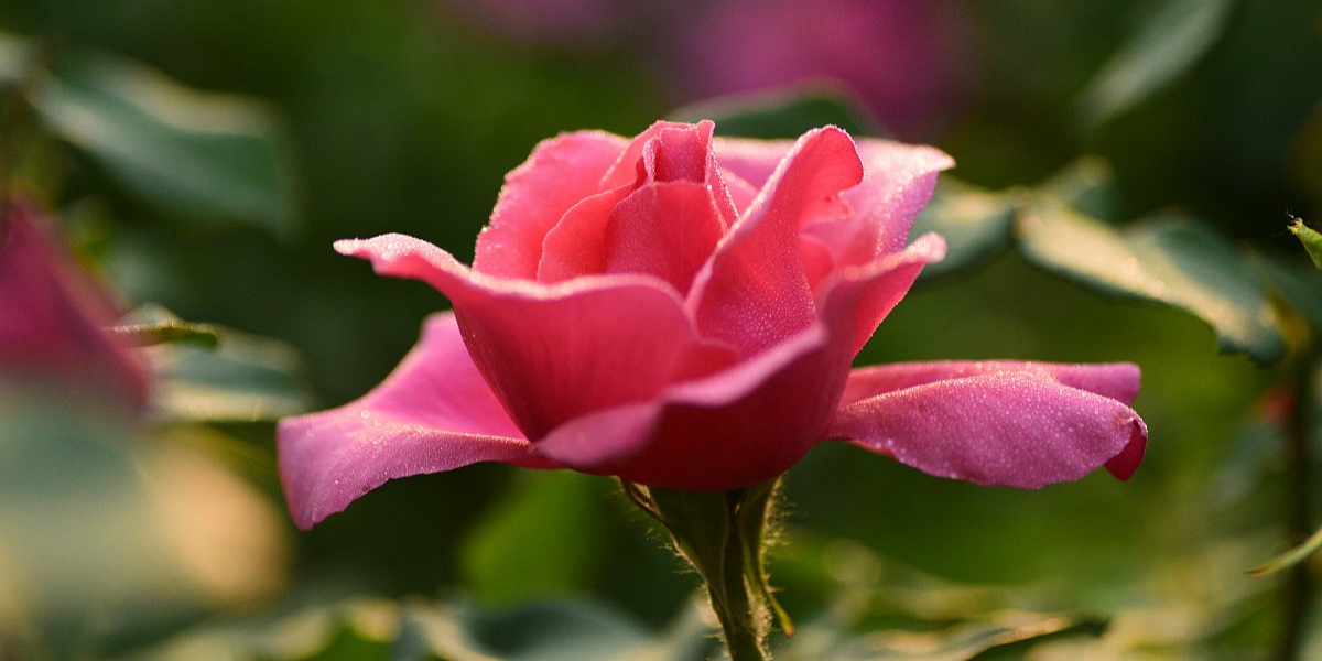 月季花枝干枯黄怎么回事,月季冬末春初为什么枝条干枯