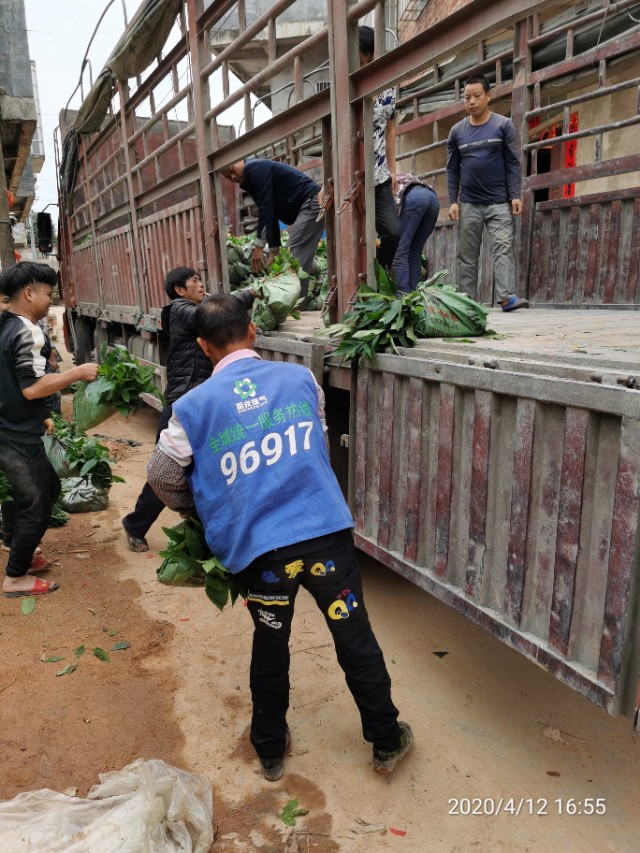 五指毛桃种苗繁殖方法,五指毛桃种苗