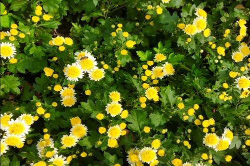 七彩球菊花是怎么培育的,满天星菊花怎么种植