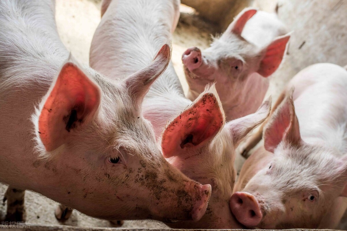 非洲猪瘟背景下的保育猪疫病防控措施