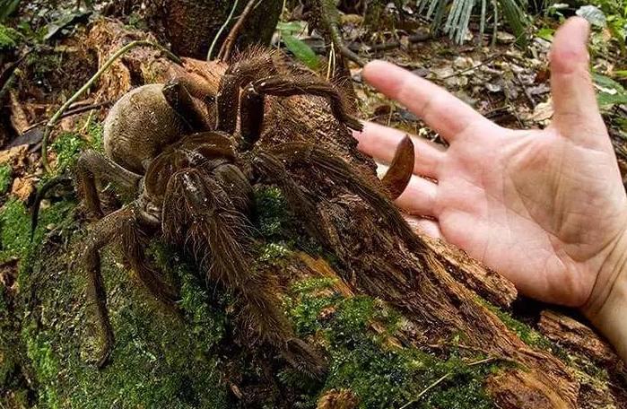 亚马逊森林陆地十大危险巨型动物,真实的亚马逊原始森林大型动物