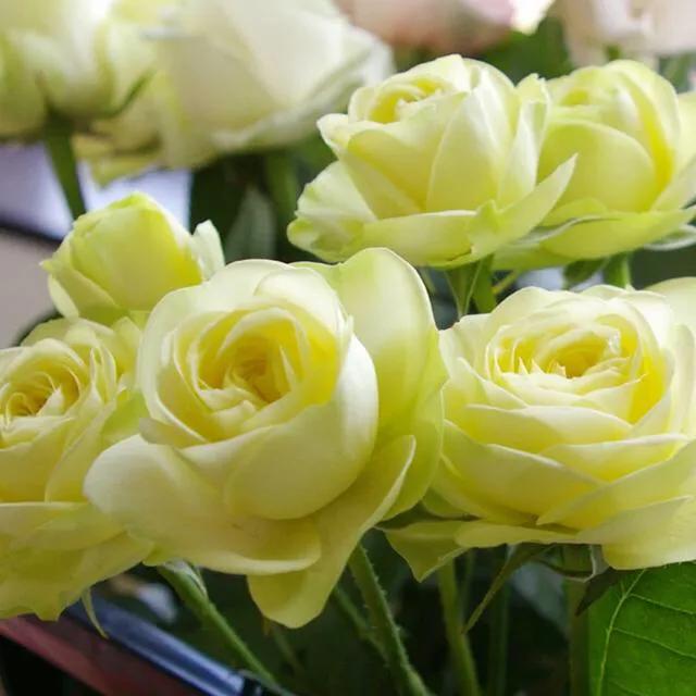 20种必买月季品种图片,网购月季有哪些品种好活